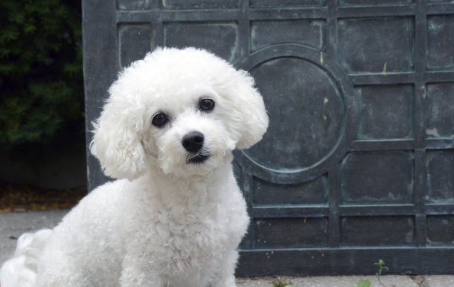 Bichon Frise