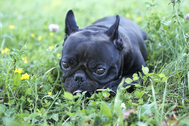 living nature french bulldog