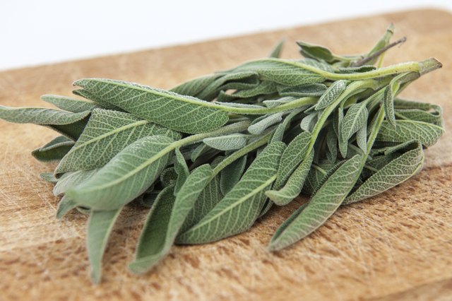 are sage plants safe for dogs