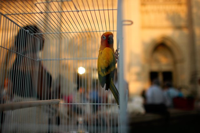 National Cathedral Celebrates Annual Blessing Of The Animals