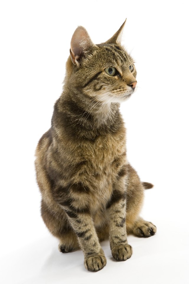 how to bring a cat into a home with dogs