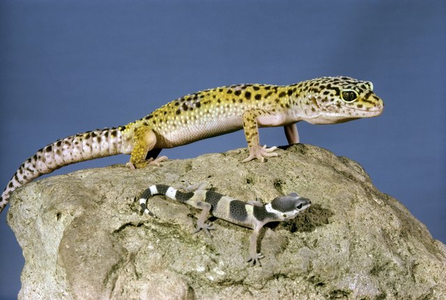 Side profile of two Leopard Geckos on a rock (Eublepharis macularius)