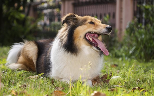 Dog, Shetland sheepdog, collie, sheltie.
