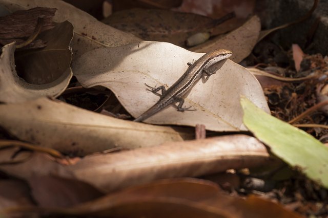 Common Garden Skink in Leaves