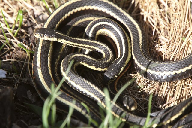 Garter Snakes mating