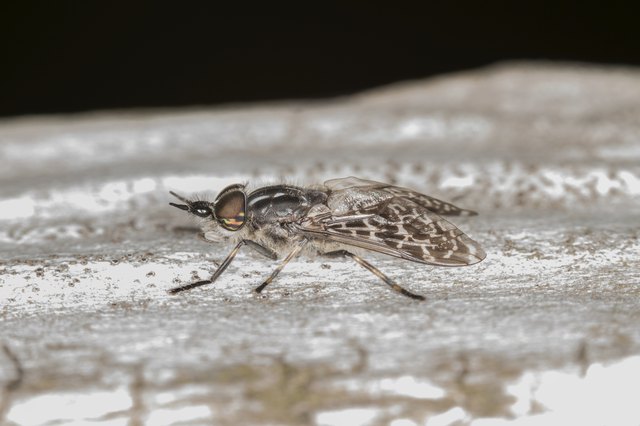 Horsefly