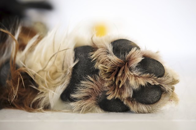 dog paw