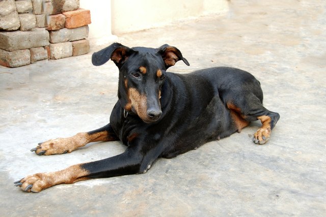 Doberman Pinscher Dog