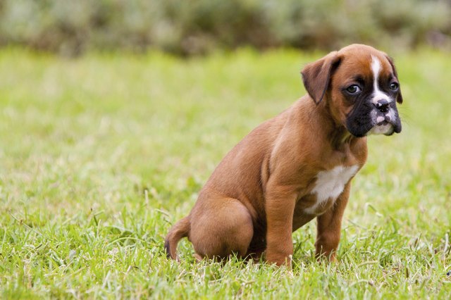Boxer Puppy