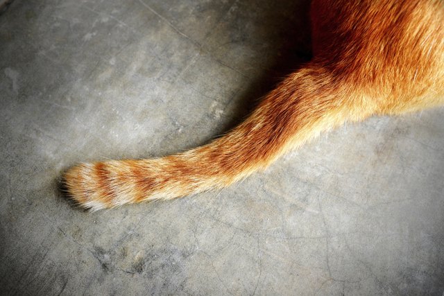 tail of a cat