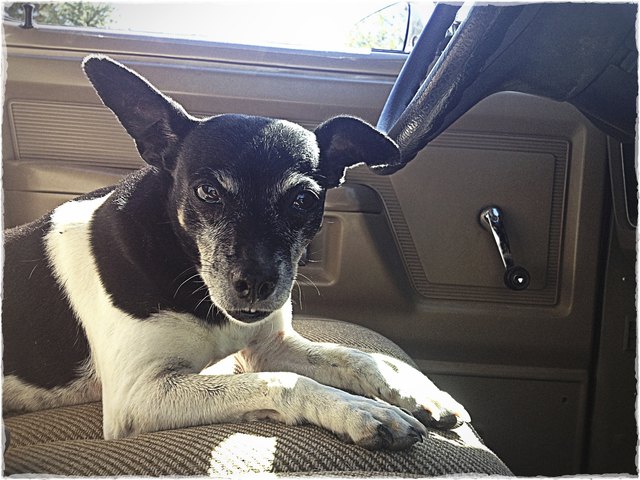 Rat Terrier Farm Dog Sitting in an Old Truck