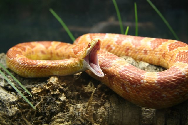 Snake