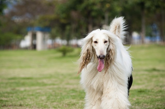 Afghan hound dog