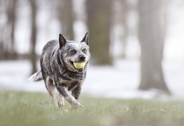 beautiful and comic australian cattle dog puppy running