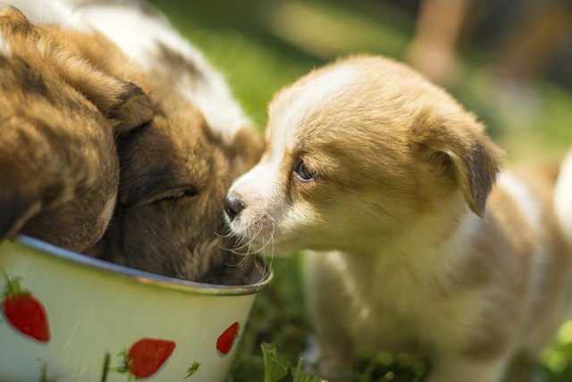 Little puppies eating out of bowl