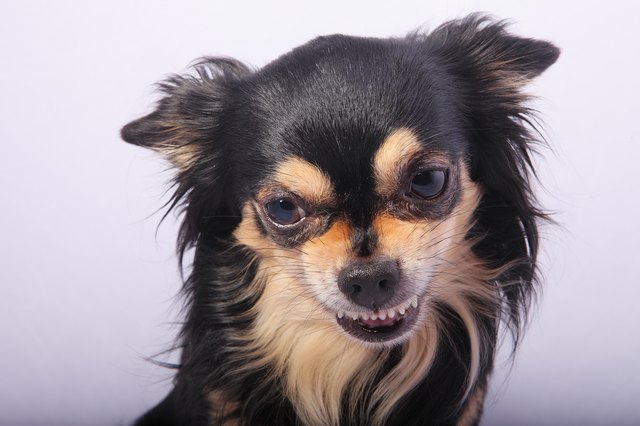 Agressive dog