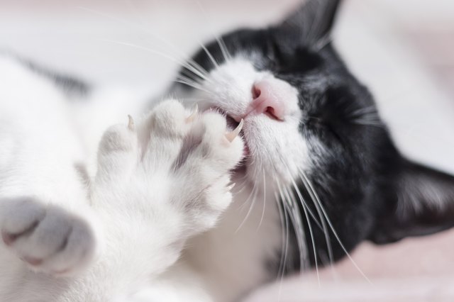 kitten