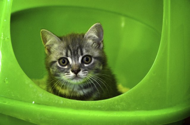 Katzenklo