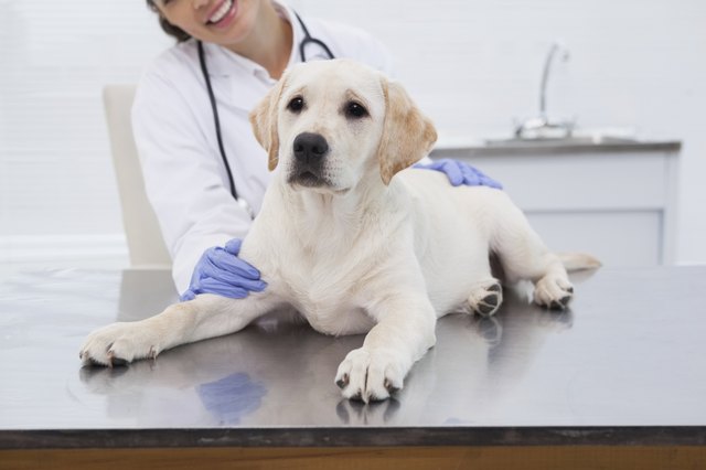 Smiling veterinarian examining a cute dog