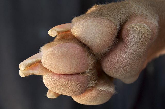 Dog paw with trimmed nails