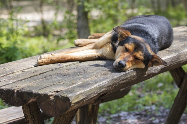Old stray sleeping dog