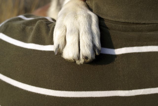 Dog paw