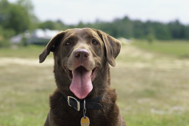 Close-up of a dog