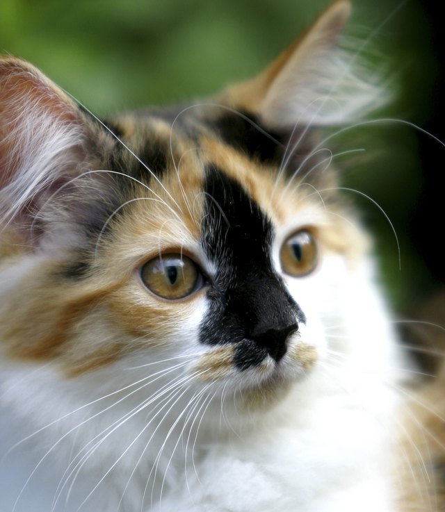 Close-up of a cat