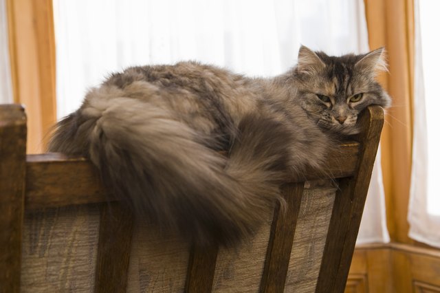 Cat Hair Loss Home Remedies | Cuteness
