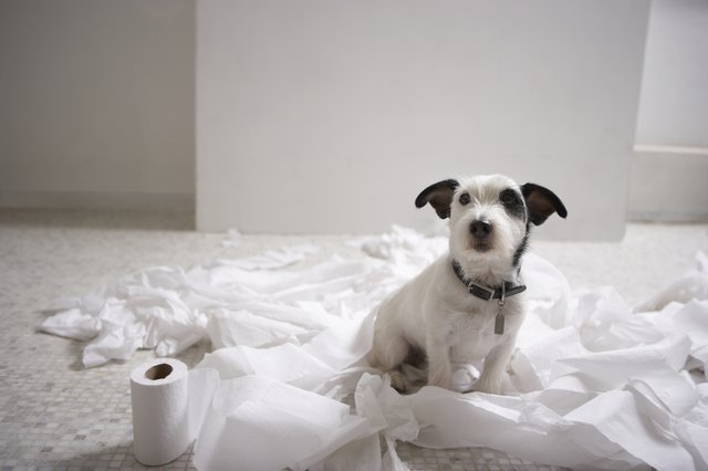 Dog sitting on bathroom floor amongst shredded lavatory paper