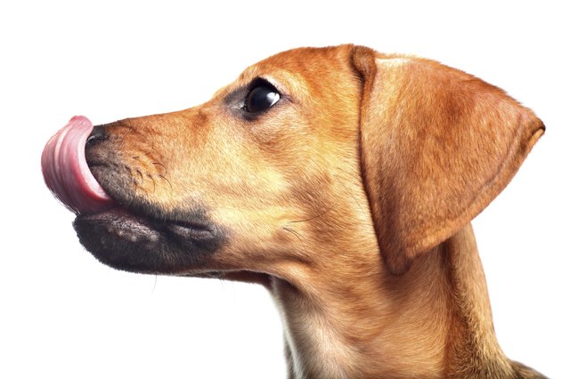 Dachshund puppy lick itself