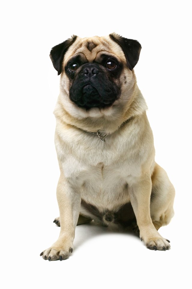 Close up of a pug