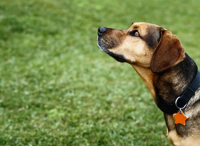Mixed-Breed Dog