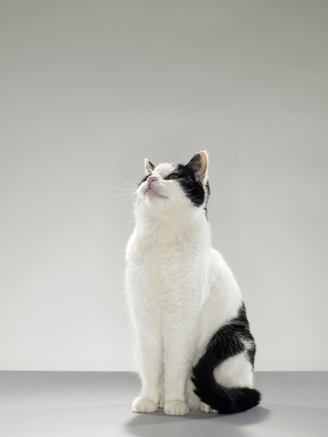 Black and white cat, looking up