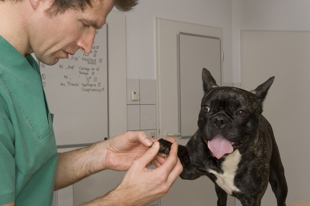 Veterinary