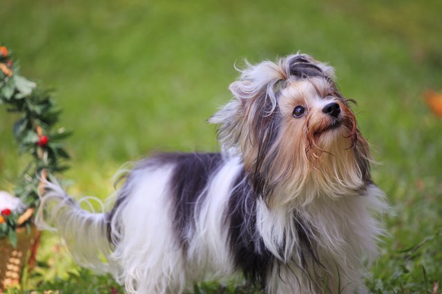 biver yorkshire terrior dog standing in the park