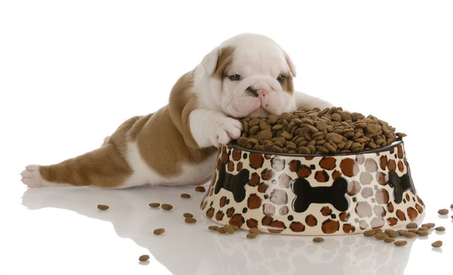puppy meal time