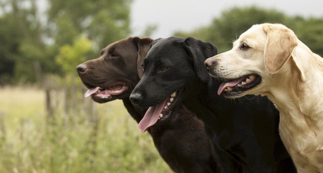 three labradors