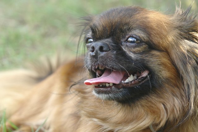 beautiful pekingese lying on grass tongue out