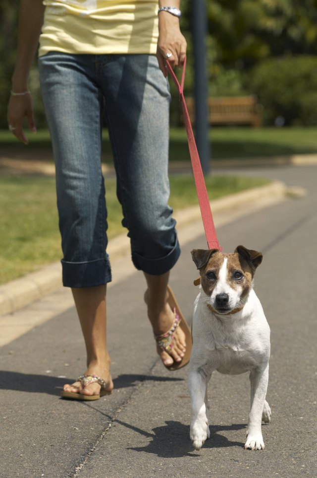 Young woman walking jack russell terrier on street, low section