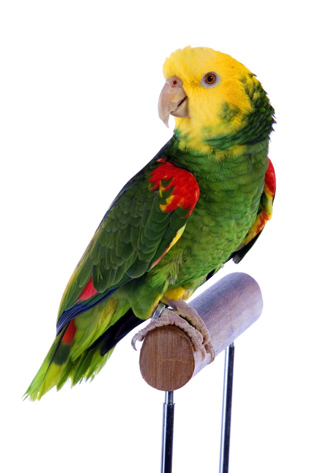 Close-up of parrot