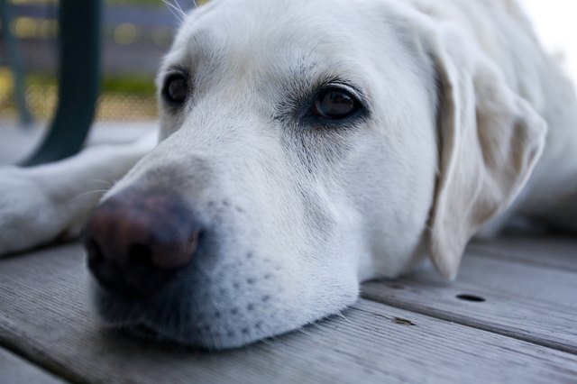 Close-up of dog lying down on deck