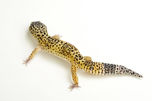 Leopard gecko lizard