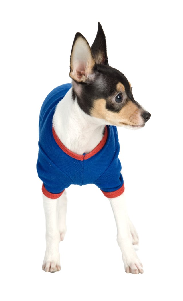 Toy fox terrier dog wearing blue shirt