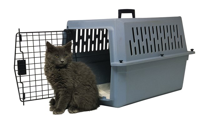 Studio shot of cat and pet carrier