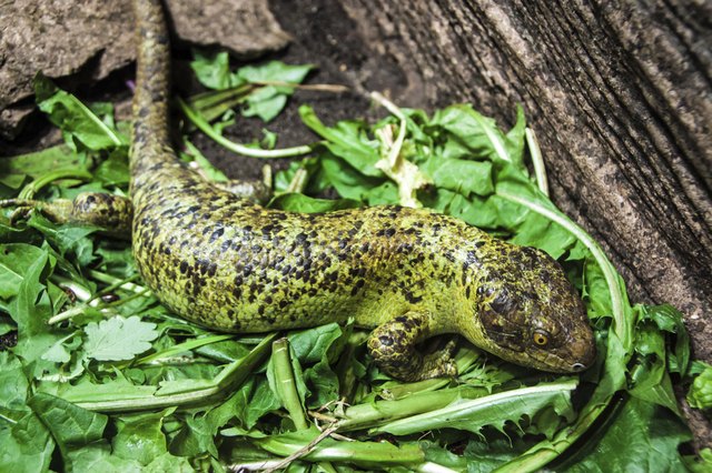 Solomon islands skink