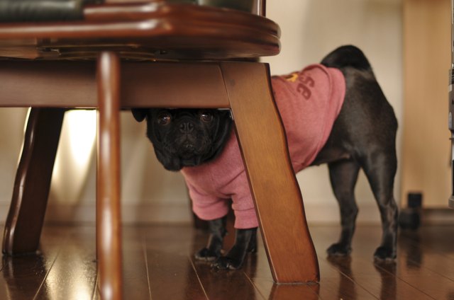 Pug hiding under a chair