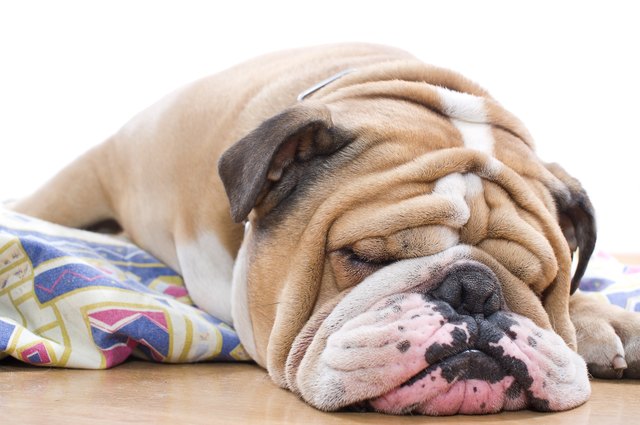 English Bulldog portrait