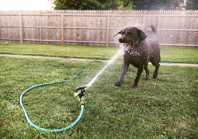 Dog playing with Sprinkler