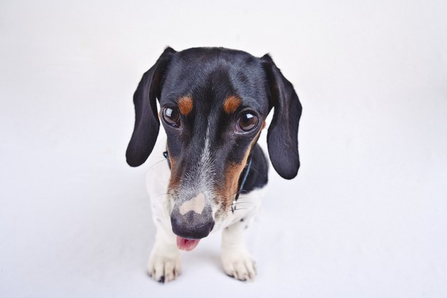 daschund puppy